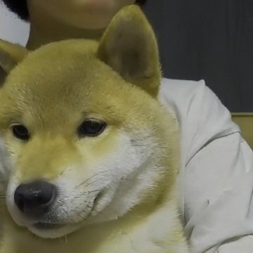 柴犬(標準サイズ)【岐阜県・男の子・2023年9月7日・明るいキレイな赤】の写真「ぽっちゃりまん丸小振りなタヌキ君です☺️」