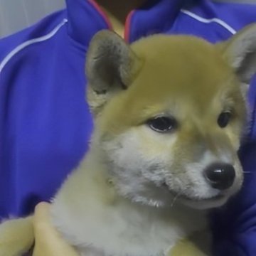 柴犬(標準サイズ)【岐阜県・女の子・2023年8月31日・人が大好き明るくおっとりタヌキちゃんですよ✨】の写真「性格抜群兄弟姉妹も旅立ちあとはこの子のみですよ☺️」