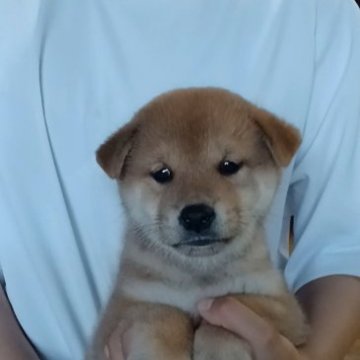 柴犬(標準サイズ)【岐阜県・男の子・2023年7月12日・目鼻立ちくっきりでさらりとしたキレイな赤ですよ✨】の写真「おっとりプクプクまん丸タヌキ君です👌」