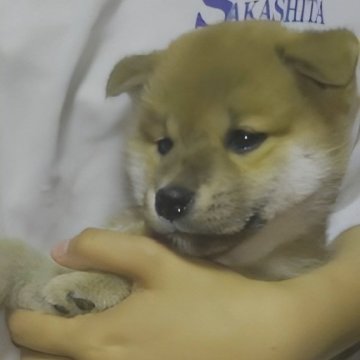 柴犬(標準サイズ)【岐阜県・女の子・2024年4月13日・濃いめのキレイな赤ですよ✨】の写真「プクプクタヌキのおっとりちゃん」