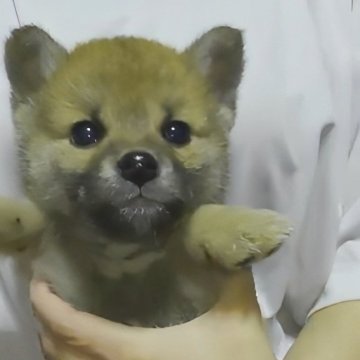 柴犬(標準サイズ)【岐阜県・女の子・2023年12月24日・濃いめのキレイな赤ですよ✨】の写真「前向きで人が大好きなタヌキちゃんです☺️」