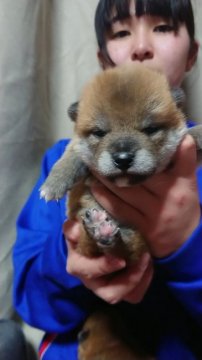 柴犬(標準サイズ)【岐阜県・男の子・2022年2月11日・非常に冴えのある赤】の写真「物怖じせずとても明るく毛色もさえあるキレイな赤です」