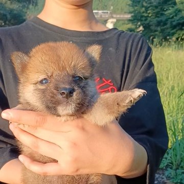 柴犬(標準サイズ)【岐阜県・女の子・2024年7月21日・濃いめのキレイな赤ですよ✨】の写真「小振りでまん丸プクプクタヌキちゃんです☺️」