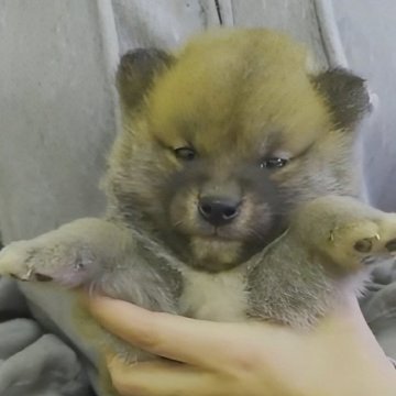 柴犬(標準サイズ)【岐阜県・男の子・2023年12月7日・濃いキレイな赤です❗】の写真「性格よし❗プクプクで明るいまん丸タヌキ君❗」