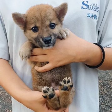 柴犬(標準サイズ)【岐阜県・男の子・2024年7月21日・性格抜群イケメン濃いめのキレイな赤ですよ✨】の写真「パッチリまなこのまん丸タヌキ君ですよ❗」