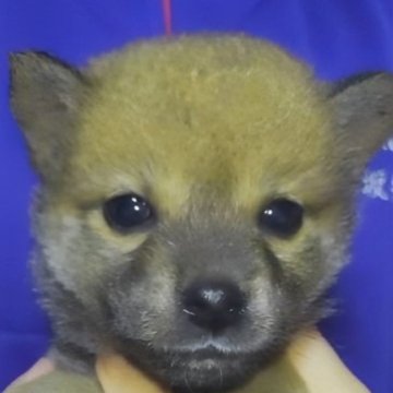 柴犬(標準サイズ)【岐阜県・女の子・2023年10月6日・濃いめのキレイな赤ですよ✨】の写真「小振りでおっとり性格の明るいタヌキちゃんですよ✨」