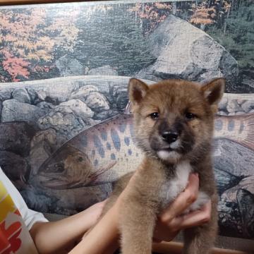 四国犬【岐阜県・男の子・2022年7月12日・冴えのある赤胡麻になるでしょう】の写真「しっかりとした性格で赤胡麻の冴え抜群」