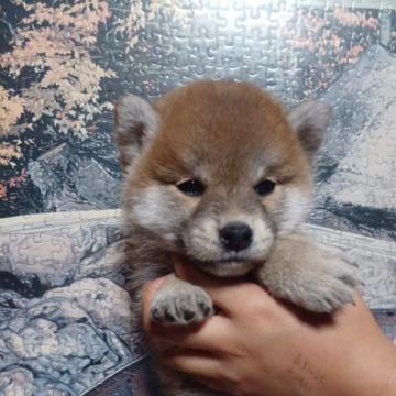 柴犬(標準サイズ)【岐阜県・女の子・2022年8月31日・非常に冴えのある赤】の写真「マルンマルンのタヌキ顔」