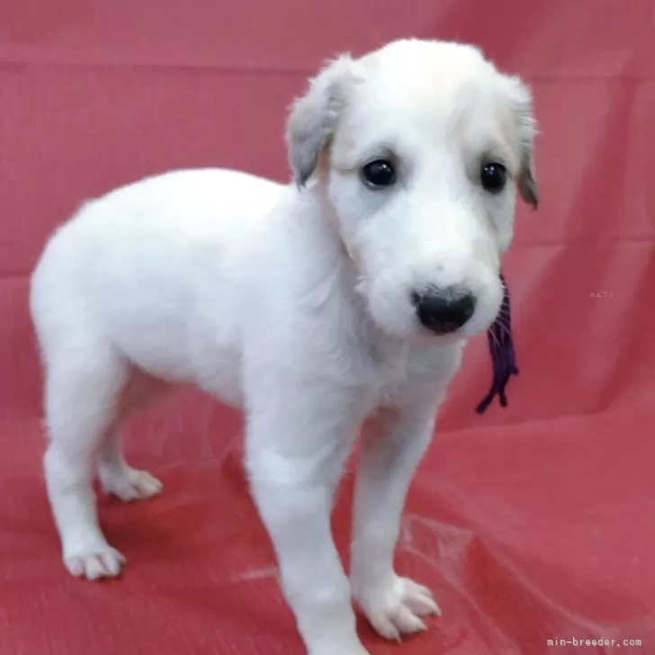 ボルゾイ【山梨県・女の子・2025年9月4日・ホワイト&amp;クリーム】の写真1