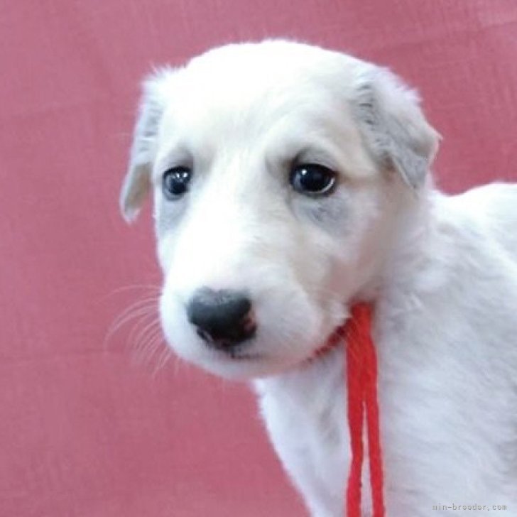 ブリーダー画像