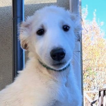 ボルゾイ【山梨県・男の子・2025年9月4日・ホワイト&クリーム】の写真「真っ白な身体の男の子🐶✨」