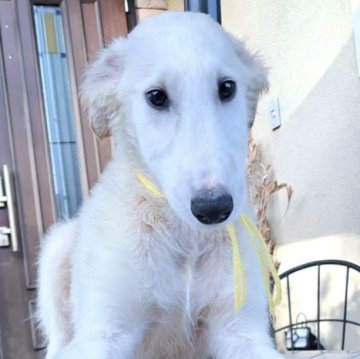 ボルゾイ【山梨県・男の子・2025年9月4日・ホワイト&クリーム】の写真「胸幅広く骨量たっぷり🐶✨」