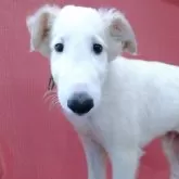 ボルゾイ