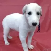 ボルゾイ【山梨県・女の子・2025年9月4日・ホワイト&クリーム】の写真1