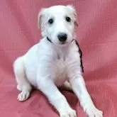 ボルゾイ
