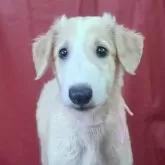 ボルゾイ