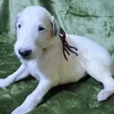 ボルゾイ