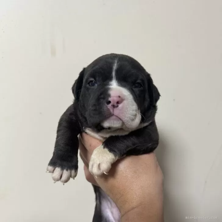 ID：2404-06421の子犬