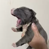 アメリカンブリー【鹿児島県・女の子・2024年3月19日・ブルー】の写真1「鳴いているのではなくあくびです😄」