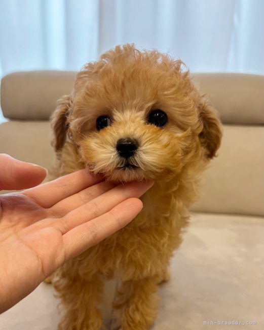 安田　唯香(やすだ　ゆか)ブリーダー(愛知県・トイプードルなど・JKC登録)の紹介写真3