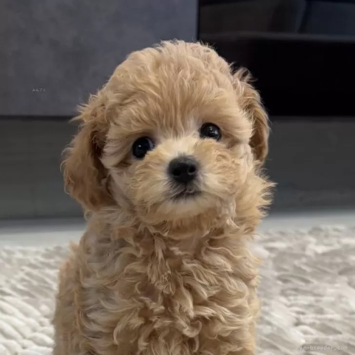 M.U 様のお迎えした子犬