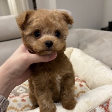 マルプー(トイプードル×マルチーズ)【愛知県・男の子・2025年2月10日・レッド】の写真「目力強い子イケワン♡」