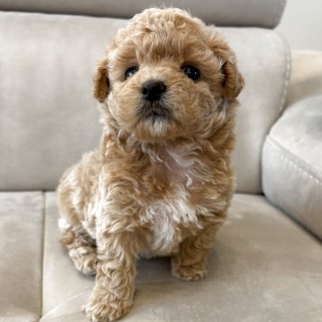 ミックス(トイプードル×ビションフリーゼ)【愛知県・男の子・2025年5月6日・アプリコット】の写真「可愛い男の子♡」