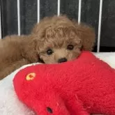 ティーカッププードル