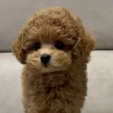 タイニープードル【愛知県・男の子・2025年9月6日・アプリコット】の写真2