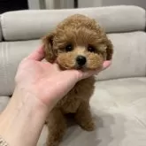 タイニープードル【愛知県・男の子・2025年9月6日・アプリコット】の写真3