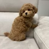 タイニープードル【愛知県・男の子・2025年9月6日・アプリコット】の写真4