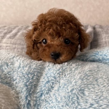 トイプードル(タイニー)【愛知県・男の子・2024年1月2日・レッド】の写真「とても可愛い子です♡」
