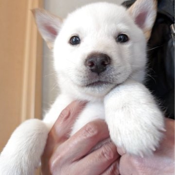 北海道犬【岡山県・男の子・2025年2月15日・白】の写真「元気いっぱいのかわいい子です」
