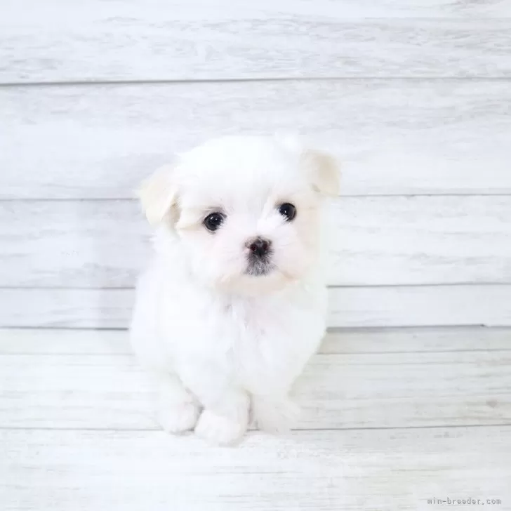 マルチーズ【京都府・女の子・2025年9月4日・ホワイト】の写真1