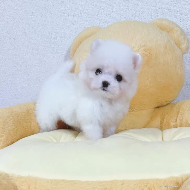 ID：2511-03420の子犬