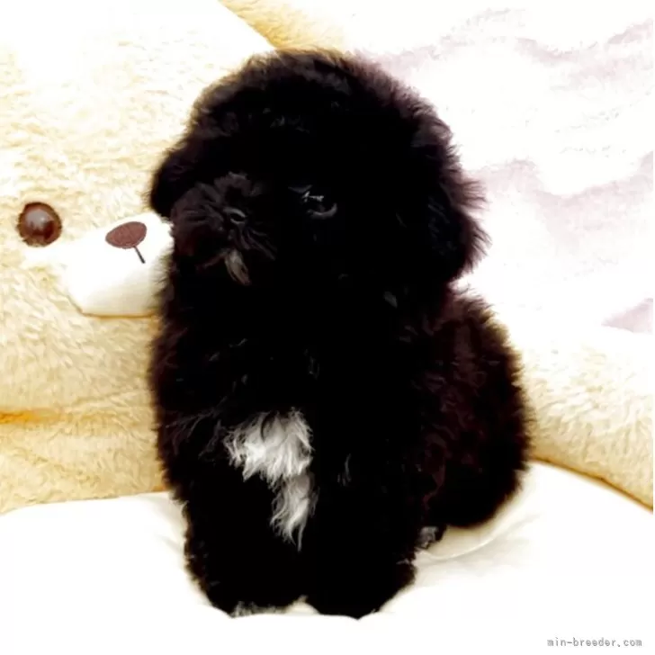 ID：2503-02381の子犬