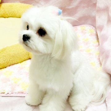 マルチーズ【京都府・男の子・2024年5月28日・ホワイト】の写真「大人しい子です」