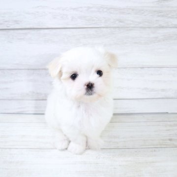 マルチーズ【京都府・女の子・2025年9月4日・ホワイト】の写真「京都府マルチーズブリーダーお客様評価1位🌟」
