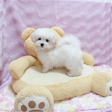 マルプー(マルチーズ×トイプードル)【京都府・男の子・2025年7月1日・クリーム】の写真「優しい男の子」