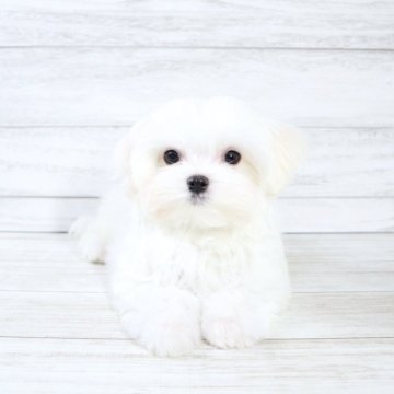 マルチーズ【京都府・男の子・2025年6月24日・ホワイト】の写真「京都府マルチーズブリーダーお客様評価1位🌟」