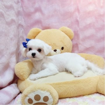 マルチーズ【京都府・男の子・2025年2月23日・ホワイト】の写真「可愛いです🩷」