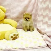 ポメラニアン