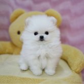 ポメチワ(ポメラニアン×チワワ)