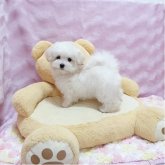 マルプー(マルチーズ×トイプードル)