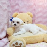 マルチーズ