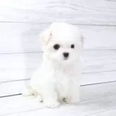 マルチーズ
