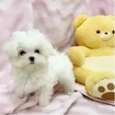 マルチーズ