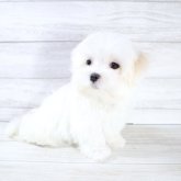 マルチーズ