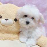 マルプー(マルチーズ×トイプードル)
