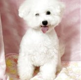 ビションフリーゼ